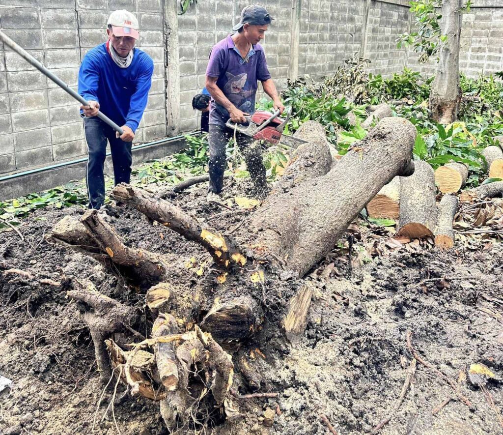 Cưa, chặt cây bị đổ, nghiêng do mưa bão, gây nguy hiểm và mất an toàn